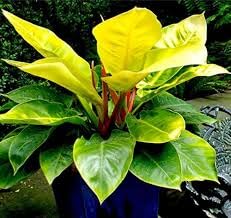 Philodendron Live Plant, 1 Piece-image-6