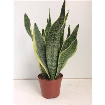 Sansevieria Futura Superba - Ø 14cm - 40cm