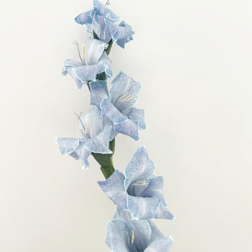 Gladiolus Bulbs/Gladioli Bulbs to Plant Now UK-Bedding/Gorgeous/Potted/Plants/Rhizome/Ornamental/Resistant-5 Bulbs-H