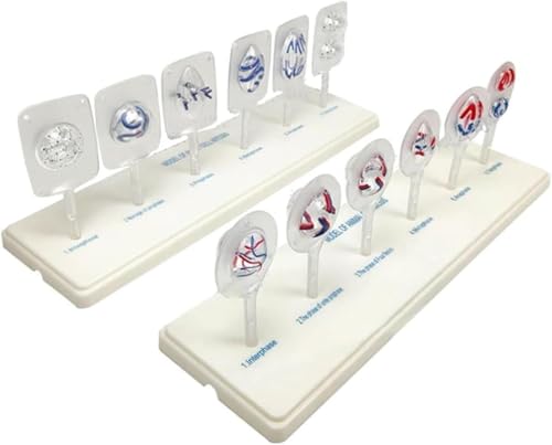 Juego de modelos de biología celular para estudio de mitosis escolar 5
