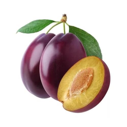 Muda Frutífera de Ameixa Reubennel Enxertada