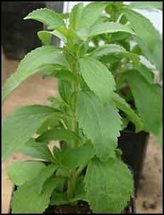 Clovers Garden Stevia Plant - Two (2) Live Plants - Non-Gmo - Not Seeds - Each 4"-7" Tall - In 3.5 Inch Clovers Branded Pots #TOP2