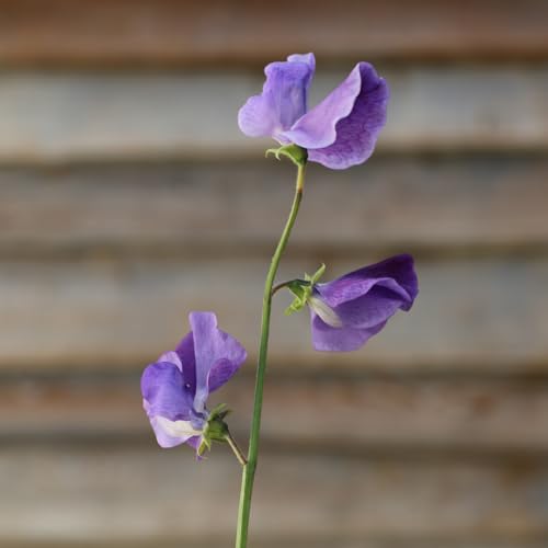 PREMIER SEEDS DIRECT - Sweet Pea - Royal Family Lavender - 50 Flower Seeds
