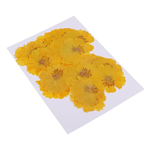 20 flores secas amarillas Coreopsis para decoración miniatura 1