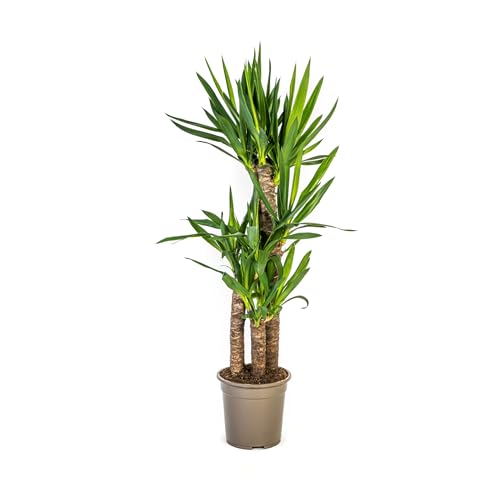 Yucca Elephantipes - 90-110cm - Ø21cm - Plante d'intérieur - Vert persistant