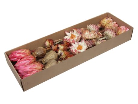 RiloStore 30 STK Exoten pink rosa Natur braun Naturdeko Trockendeko Gesteck Dekomaterial Herbstdeko Allerheiligen Weihnachtsdeko Blumen Trockenblumen Trauerfloristik Rosen Palmspeer Luffa Protea