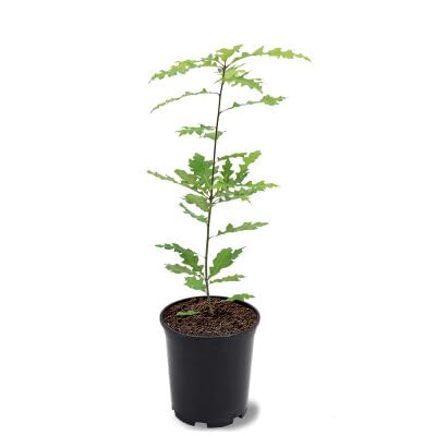 Shumard Oak, Shade Tree, Ample Size, Drought Resistant, Acor...