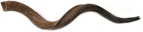 44" XLarge Yemenite Kudu Horn Natural Shofar by Peer Hastam, with Anti Odor Spray, Made in Israel