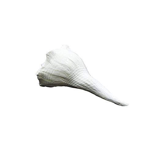 Image of Dakshinavarti shankh Original and Natural in White Colour | Laxmi sankh /Conch (12 cm Size)
