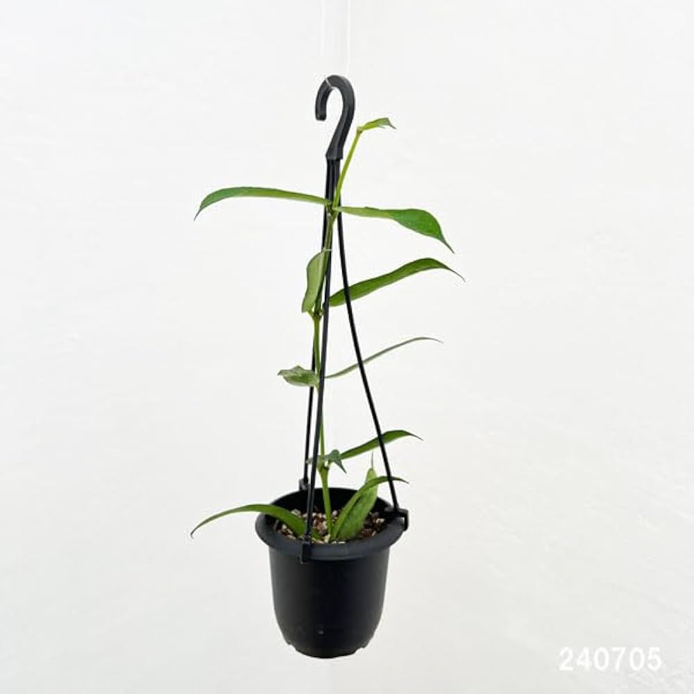 希少 hoya ホヤ peltata ⑤ 3号鉢 希少 hoya ホヤ peltata ④ 3号鉢 - メルカリ