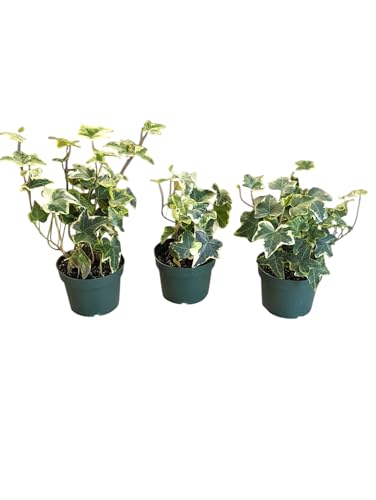 Gold Child English Ivy Plants, 3-Pack, 4