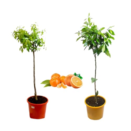 Verdecora Pack Mandarino y Naranjo | Plantas naturales de exterior | Árboles frutales en maceta de 5L | Para plantar en huerto o jardín