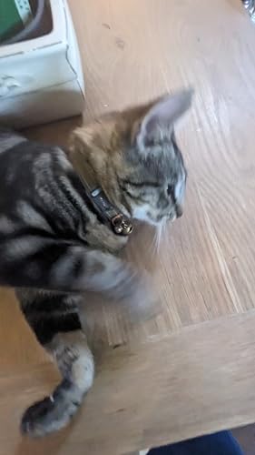 Rogz Urban Katzenhalsband, türkisfarbener Mond mit Sicherheitsschnalle
