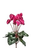 artplants.de Kunstblumen Alpenveilchen VERIANA auf Steckstab, pink, 30cm - Künstliche Zyclamen