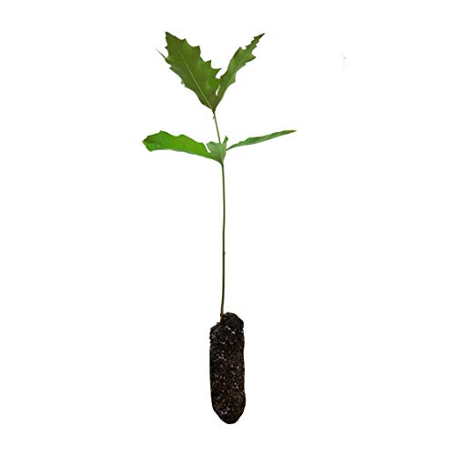 Pin Oak | Medium Tree Seedling | The Jonsteen Company #TOP15