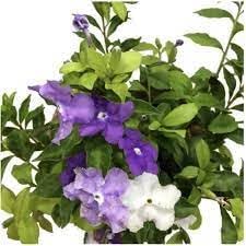 1 Brunfelsia floribunda 8" Tall Live Plant