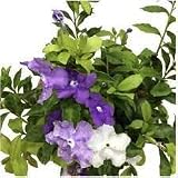 1 Brunfelsia floribunda 8" Tall Live Plant