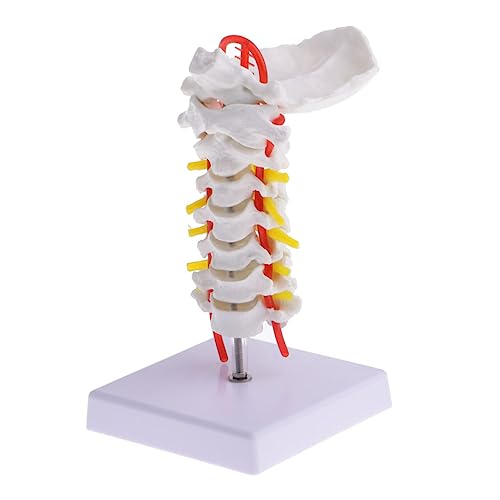 Modèle de colonne cervicale avec artères carotides mobiles pour la démonstration des pathologies