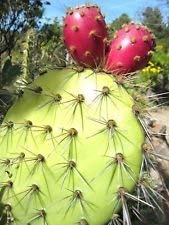 Opuntia Oricola, rare chaparral pricklypear cactus exotic nopal seed 20 SEEDS