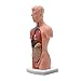 15 Component Human Torso Model, Human Body Model for Kids Used for Student Teaching Research, with accompanying Product User Manual (10 inch)