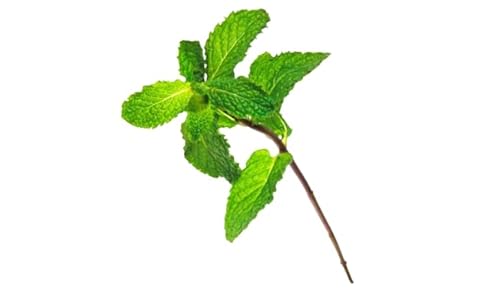 Kit Com 10 Variedades De Ervas Medicinais Para Cultivar