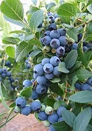 UGANIO PLANT Tropical Fruit Live Plant - Dwarf Rare Bush Blueberry Fruit 1 Healthy Plant - Image 2 thumbnail