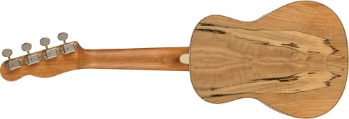 Fender Zuma Exotic Concert Ukulélé Noyer Doigter Maple - Les Beatles, Paul McCartney, John Lennon, RIngo Starr, George Harrison Fender Zuma Exotic Concert Ukulélé Noyer Doigter Maple – Image 3