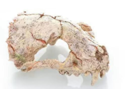 WOLKKAM爬虫類の隠れ家、水槽の造園、模造ドラゴンの頭蓋骨、化石、魚やエビの飼育ケース、水槽の装飾、工芸品、エキゾチックなペット (C)