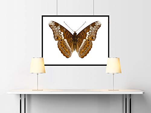 Plunger, Ball, SS, 1/4-20, 17/32, PK5