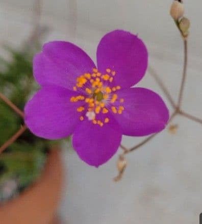 Amazon.co.jp: 多肉植物草花火 抜き苗 : DIY・工具・ガーデン