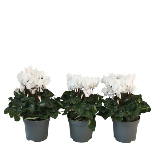 Plant in a Box - Cyclamen de Perse - Set de 3 - Cyclamen persicum 'Metis White' - Hauteur 10-20cm - Pot 9cm - Plante fleurie pour l’automne et l’hiver - Facile d’entretien et élégante