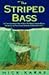Striped Bass