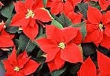 Seeds is the set 100 pezzi di semi di fiori di Euphorbia pulcherrima:Seeds only