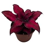 BubbleBlooms Cryptanthus Bivittatus in a 2 inch Pot Earth Star Bromeliad, Tiny Mini Pixie Plant, Dark Red
