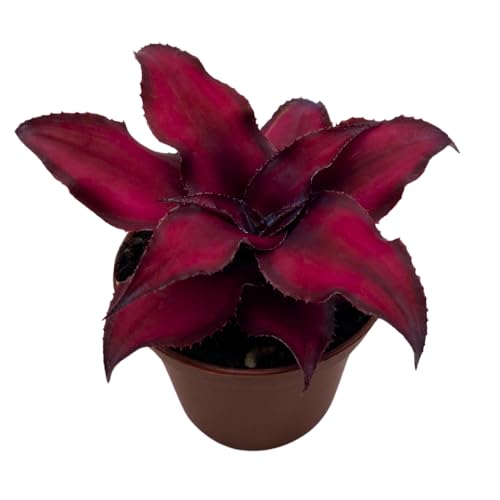 BubbleBlooms Cryptanthus Bivittatus in a 2 inch Pot Earth Star