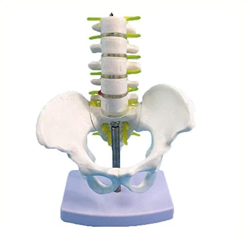 LHMYHHH Vertèbre Lombaire Humaine pelvienne avec Cinq vertèbres lombaires Modèle Coccyx Disque intervertébral Nerf Bassin pour Aide à la Formation à l'enseignement médical