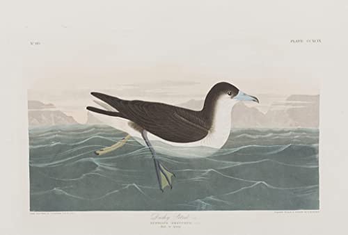 Toile oiseaux d'Amérique John Audubon 60x90cm pour habiller un mur vide de salon