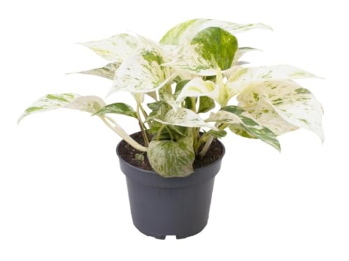 Epipremnum Pinnatum 'Marble Queen' – Pflegeleichte Efeutute mit Marmorblättern (ca. 25 cm) – Dekorative Zimmerpflanze, Ideal für Zuhause & Büro, Luftreinigend