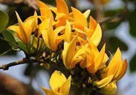 See full amazon price history chart for SVM SHOP Rare variety Yellow Palash,Holud Palsh,Butea Healthy Live Plant, Pack of 1 SVM SHOP Rare variety Yellow Palash,Holud Palsh,Butea Healthy Live Plant, Pack of 1 (B0CBHBG9W1) Amazon Price History, Amazon Price Tracker