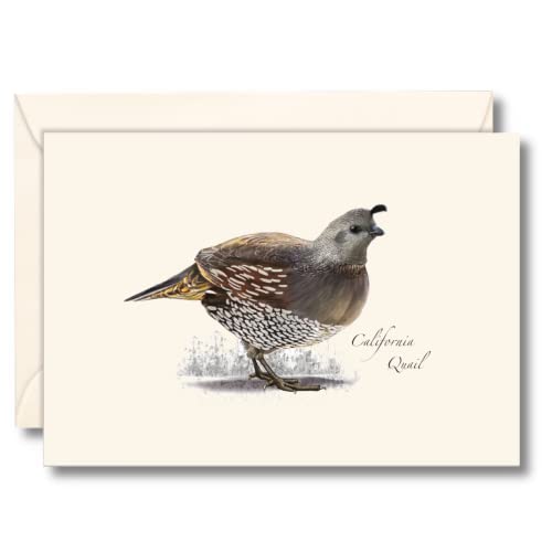Image of Earth Sky + Water - California Quail Notecard Set - 8 Blank Cards with Envelopes