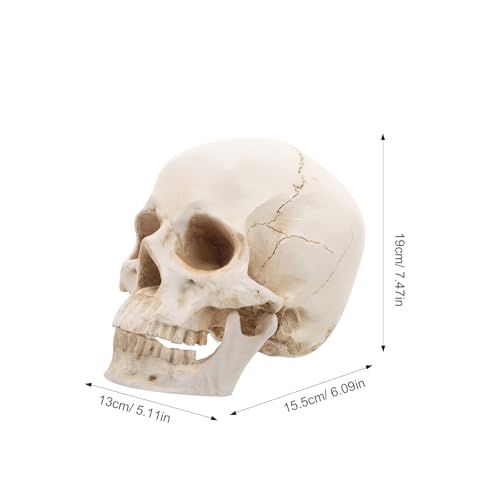 Modèle de crâne en résine beige de qualité collection par HEMOTON