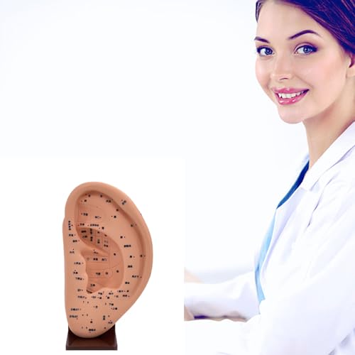 Modèle d'oreille acupoint en PVC pour localiser facilement chaque point