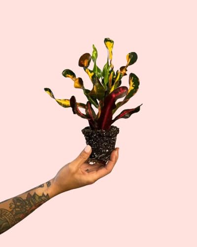 Croton Banana | Mini Plantas Naturales Interior | Pur Plant