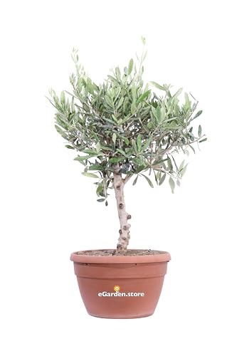 Bonsai di Olivo Bonsai pianta di bonsai Olea Europaea bonsai di ulivo bomboniera bonsai bonsai ornamentale pianta da esterno o interno pianta di bonsai vera venduta da eGarden.store (Ulivo Bowl 25 cm)