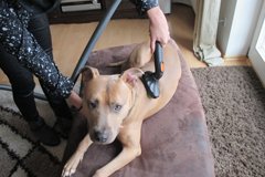 Hundestriegel Aufsatz für Staubsauger - entfernt Hunde und Katzen Haare und Fell beim Kämmen und Striegeln