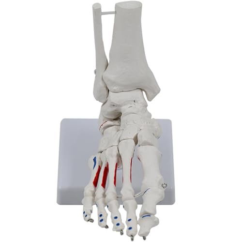 Squelette du pied humain anatomie des articulations et de la cheville taille réelle en PVC