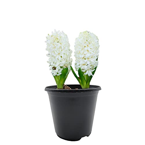 2 x Hyacinth with Plastic Pot and Potting Compost â€“ Spring Flowering Bulbs â€“ Gift Kit â€“ Perennial â€“ for Your Beautiful Garden (2 x White)