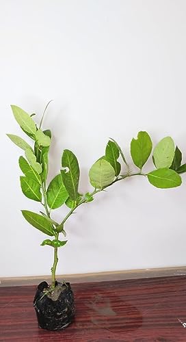 Golden Bloom Thai all season Thai Seedlees Lemon Plant Height 1-1.5 ft Tissue Culture Seedless Lemon Plant High Yield