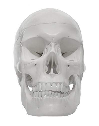 Image of Eisco Labs Model, Human Skull, with Movable jaw
