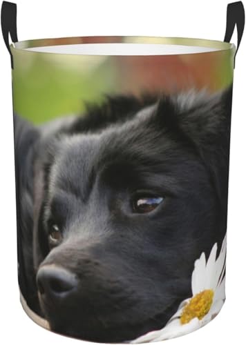 ランドリーバスケット かわいい黒のラブラドール犬の柄 折りたたみ 収納ランドリーボックス 雑貨 おもちゃ収納バッグ 寝室、洗濯室、 シンプルでおしゃれ収納袋 M